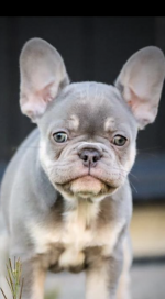 French bulldogs for sale.