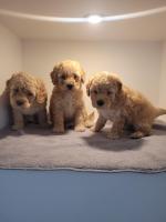 Poodle pups for sale.