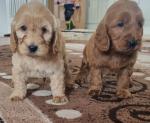 Cockapoo puppies in Westmeath for sale.