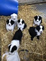 Female Collie pup for sale.