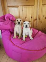 Labrador puppies in Limerick for sale.