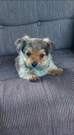 Yorkshire Terrier x chihuahua for sale.