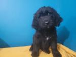 Newfoundland x Goldendoodle due to time wasters price negotiable. for sale.