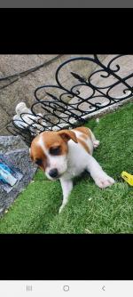 Jack Russells for sale.