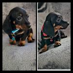 Ikc miniature Dachshunds for sale.