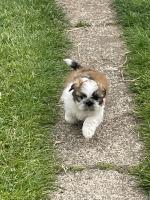 Shih Tzu puppy in Wexford for sale.