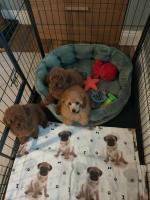 Female Toy poodle in Kildare for sale.