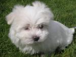 Maltese puppies for sale.