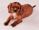 Cavalier King Charles Puppies **1 MALE LEFT** for sale.