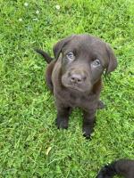 Chocolate Labrador puppies IKC Registered for sale.