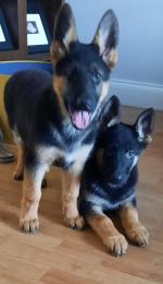 I.K.C. registered German Shepherd pups for sale.