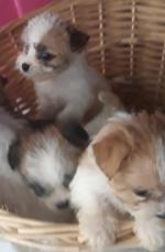 Maltese mix female puppy Available. 02-12-22   0899482620 for sale.