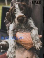 German Wirehaired Pointer pups for sale.