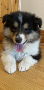 Pure-bred IKC Tri Rough Collie puppies for sale.
