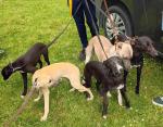 Whippet puppies in Limerick for sale.