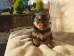Yorkshire Terrier puppies [sold].