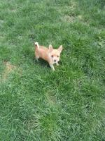 Chihuahua puppies in Dublin for sale.