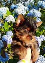 Yorkshire Terrier Champion Puppies for sale.