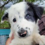 Collie puppies for sale.