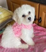 Maltese/poodle - Maltipoo puppies for sale.
