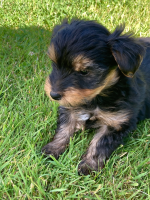 Yorkshire terriers in Kilkenny for sale.
