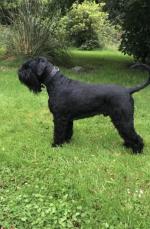 IKC Giant Schnauzer male puppies for sale.