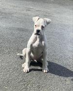 Male white Boxer puppy for sale.