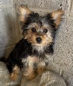 Yorkshire terrier Puppies for sale.