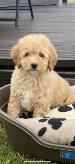 Cavapoo puppies in Kilkenny for sale.