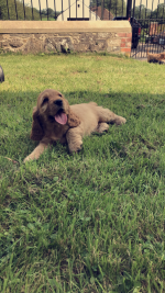 Cocker Spaniel puppies for sale.
