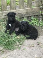 Lakeland/Fell Terrier pups for sale.