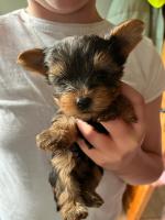 Miniature Yorkshire Terriers for sale.