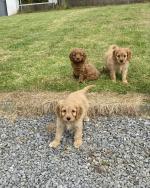 Fabulous Cavapoo puppies for sale.