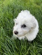 Maltese pups in Donegal for sale.