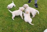 Golden Labrador pups in Kerry for sale.