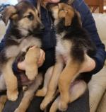 German Shepherd Puppies for sale.