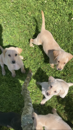 IKC Labrador Puppies for sale.