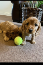 Cocker x King Charles puppies for sale.