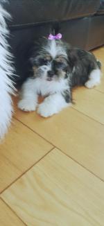 Shih Tzu X puppies for sale.