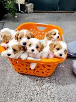 Cavachon Puppies for sale.