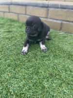 Pug puppy for sale.