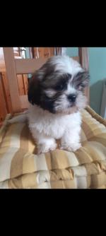 Shih Tzu Puppies for sale.