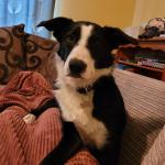 Rambo the Collie in Meath for sale.