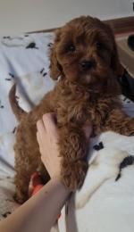 Cavapoo Pups for sale.