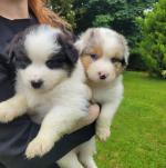 Australian Shepherd puppies for sale.