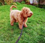 7 month old Male Miniature Golden Doodle for sale.