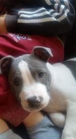 Stafforshire blue terrier [sold].