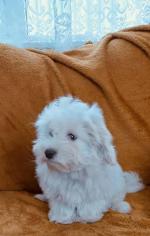 Malticon puppies- 1 male puppy remaining for sale.