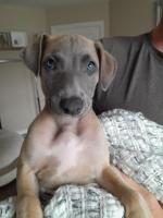 Whippet x Lurcher for sale.