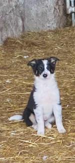 Border Collie for sale.